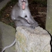 monkey_macaque_balinese_mf_ubud_v_0869_bal4581.jpg